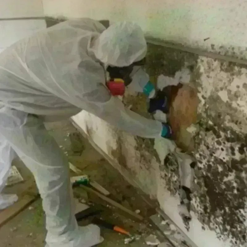 Mold Remediation and Removal in Grand County, UT